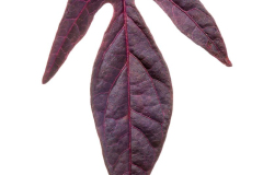 Ipomoea-Sweet-Georgia-Fine-Burgundy-172-1