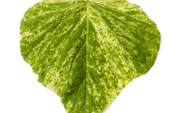 Ipomoea-Sweet-Georgia-Green-Splash-042