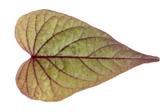 Ipomoea-Sweet-Georgia-Heart-Chestnut-Leaf-1