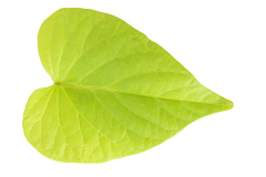 Ipomoea-Sweet-Georgia-Heart-Light-Green