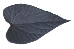 Ipomoea-Sweet-Georgia-Heart-Purple-Leaf-1