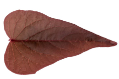 Ipomoea-Sweet-Georgia-Heart-Red-2-1