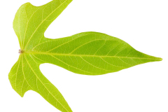 Ipomoea-Sweet-Georgia-Light-Green-Leaf-1