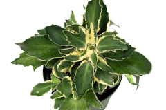 KALANCHOE-Cruella