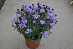 LAVENDER-MADRID-MAGNUM-PURPLE-2-1
