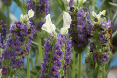 LAVENDER-NEW-MADRID-BLUE-1-1-1