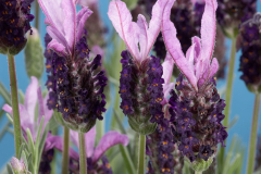 LAVENDER-NEW-MADRID-PURPLE-1