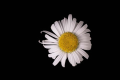 LEUCANTHEMUM-Angel-Daisy