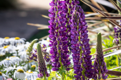 LUPINE-STAIRCASE-BLUE-4
