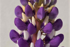 LUPINE-STAIRCASE-DARK-BLUE-WHITE-0149-1