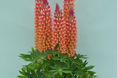 LUPINE-STAIRCASE-ORANGE105-1-1