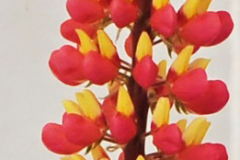 LUPINE-STAIRCASE-PINK-GRAPEFRUIT