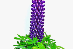 LUPINE-STAIRCASE-PURPLE-13-2