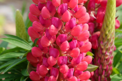 LUPINE-STAIRCASE-RED-1