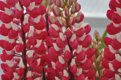 LUPINE-STAIRCASE-RED-WHITE-13-1