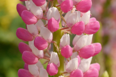 LUPINE-STAIRCASE-ROSE-WHITE-2