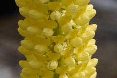 LUPINE-STAIRCASE-YELLOW-1-1