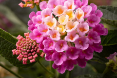 Lantana-Fuego-pink-LFUPI03-7-1