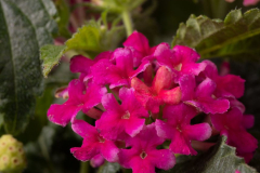 Lantana-Fuego-rose-LFURO05-7-1