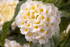 Lantana-Fuego-white-LFUWH06-14-1