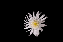 Leucanthemum-Carpet-Angel-3