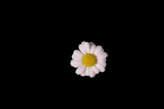 Leucanthemum-Darling-Daisy-2