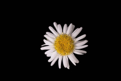 Leucanthemum-Darling-Daisy-Supreme-3