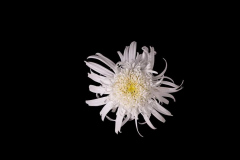 Leucanthemum-Double-Angel-Daisy-6