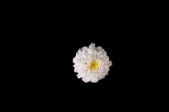 Leucanthemum-Double-Darling-Daisy-3