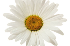 Leucanthemum-Kilimanjaro-36