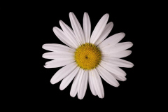Leucanthemum-White-Mountain