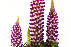 Lupine-STAIRCASE-DARK-BLUE-WHITE-14