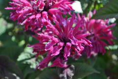 MONARDA-MARJE-PURPLE-7-1