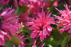 MONARDA-MARJE-ROSE-4-1-1
