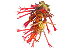 MONARDELLADEEPRED03