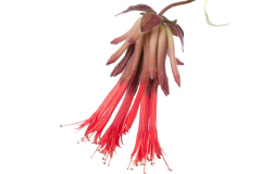 MONARDELLADEEPRED05