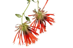 MONARDELLAORANGE02