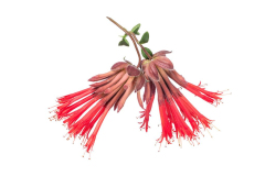 MONARDELLAORANGE03