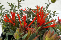 Monardella-Monarch-Orange-2