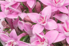 PENTA-PHENOM-DOUBLE-PINK1