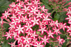 PENTA-PHENOM-RED-STAR1