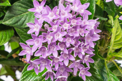 PENTAS-PHENOM-BLUE01