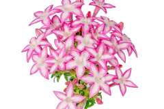 PENTAS-STAR-PURPLE01