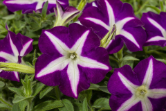PETUNIA-BLANKET-BLUE-STAR-035
