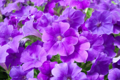 PETUNIA-BLANKET-Blue-1