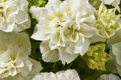 PETUNIA-BLANKET-DOUBLE-CHARDONNAY-06.1-1