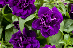 PETUNIA-BLANKET-DOUBLE-MIDNIGHT-VELVET-1-1
