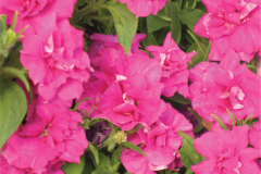PETUNIA-BLANKET-DOUBLE-ROSE-1