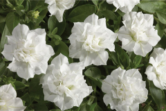 PETUNIA-BLANKET-DOUBLE-WHITE-1
