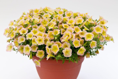 PETUNIA-BLANKET-LEMON-GLOW-117-1